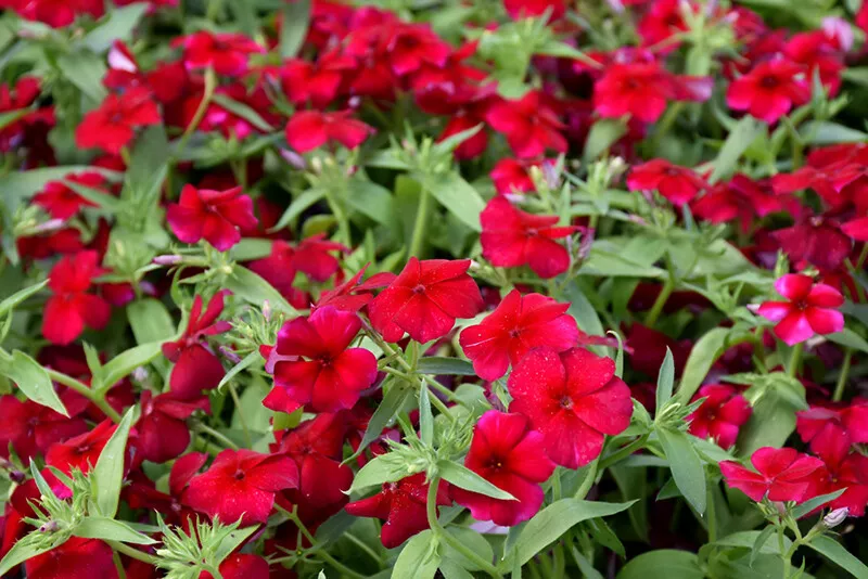 SR 100 Phlox Red Drummond Flower Seeds Phlox Drummondii Fragrant Planting Seeds - £6.43 GBP