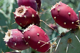 5 Red Cactus Pear Seeds-1035 - £3.10 GBP