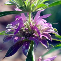 Fresh Seeds Bee Balm Lemon Mint Seeds Monarda Butterfly - $12.28