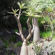 USA SELLER Pachypodium Geayi Elephants Foot Madagascar Palm 10 Seeds Free Shippi - £16.89 GBP