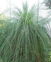 THJAR Xanthorrhoea preissii | Balga | Western Australian Grass Tree | 10... - $52.87 MXN