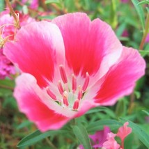 Farewell To Spring Godetia Clarkia Amoena Pinkred Cherry Flower USA Fast Shippin - £12.13 GBP