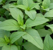 Grow In US Lime Basil Seeds 300+ Garden Herbs Cuisine Culinary Cooking Spice - £6.63 GBP