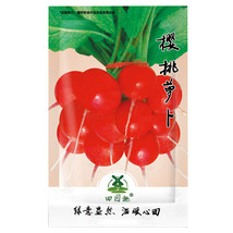 1000 pcs Cherry Belle Radish Seeds | Red Globe Radishes Heirloom Root Vegetable  - $6.99