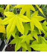 Liquidambar Styraciflua Naree Sweet Gum Tree Live Plant 12 Inch Tall 1 Y... - $13,786.81 MXN