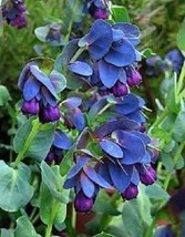 10 Blue Shrimp Plant Honeywort Cerinthe Major Flower Seeds Fresh Seeds USA - £12.14 GBP