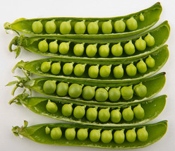 50 pcs Green Arrow Pea Heirloom Shelling English Pisum Sativum Vegetable Seeds - £7.04 GBP