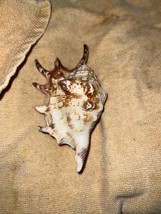 Lambis Scorpius Spider Conch Sea Shell 4.5&quot; Beach Decor - £10.43 GBP