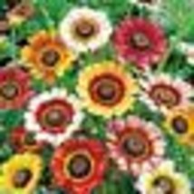  200 Seeds! Painted Daisy MIXED Colors Pollinators Butterflies Perennial Non-GMO - £9.59 GBP