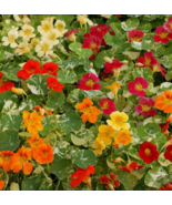 VC 50 Seeds Per Packet Nasturtium  Alaska Mix Nongmo Fast Shipping US - $8.40
