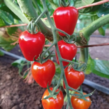 200pcs Tomato Cherry Pink Grape Seeds - Heirloom, Non-GMO Seeds - $15.98