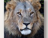 Lion Framed Print Stretched Canvas Color Photo Male Lion Close Up 24&quot; x 24&quot; - £25.88 GBP