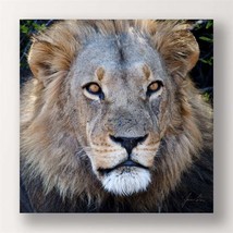 Lion Framed Print Stretched Canvas Color Photo Male Lion Close Up 24" x 24" - $32.66