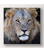 Lion Framed Print Stretched Canvas Color Photo Male Lion Close Up 24&quot; x 24&quot; - £25.80 GBP