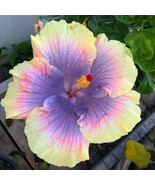 THJAR Light Yellow Pink Purple Hibiscus 20 Seeds Flowers  Perennial - $7.33