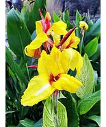 CANNA STRIPED BEAUTY Aquatic Pond Live Plant  SUPER PRICE !!!!!!  FREE S... - $363.02 MXN