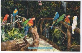 Florida Postcard Miami Parrot Jungle Macaws &amp; Cockatoo On Rustic Bridge - £2.33 GBP