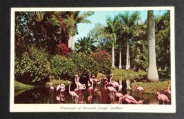 Flamingos Tropical Jungle Gardens Sarasota Florida Curt Teich UNP Postcard 1955 - $6.99