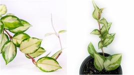 Variegated Hoya Wax Plant Hoya carnosa Variegata 4&quot; Pot  - living room - garden - £41.11 GBP