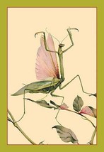 The Praying Mantis by Edward Detmold - Art Print - £16.54 GBP+