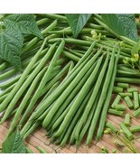 Topcrop Green Bean Seeds 50 Ct Bush Snap Vegetable Garden Heirloom NON-GMO  - £9.73 GBP