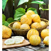 SD Lemon Cucumber 15 Seeds Heirloom Nongmo Crispy Sweet Fast Grow - $194.46 MXN