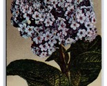Cluster of Heliotrope Flowers on Branch UNP DB Postcard Z5 - $2.96