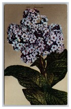 Cluster of Heliotrope Flowers on Branch UNP DB Postcard Z5 - $2.96