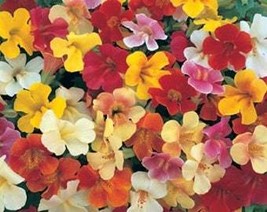 Mimulus Magic Mix Breathtaking Compact Spreading Habit Hanging Basket At... - $168.13 MXN