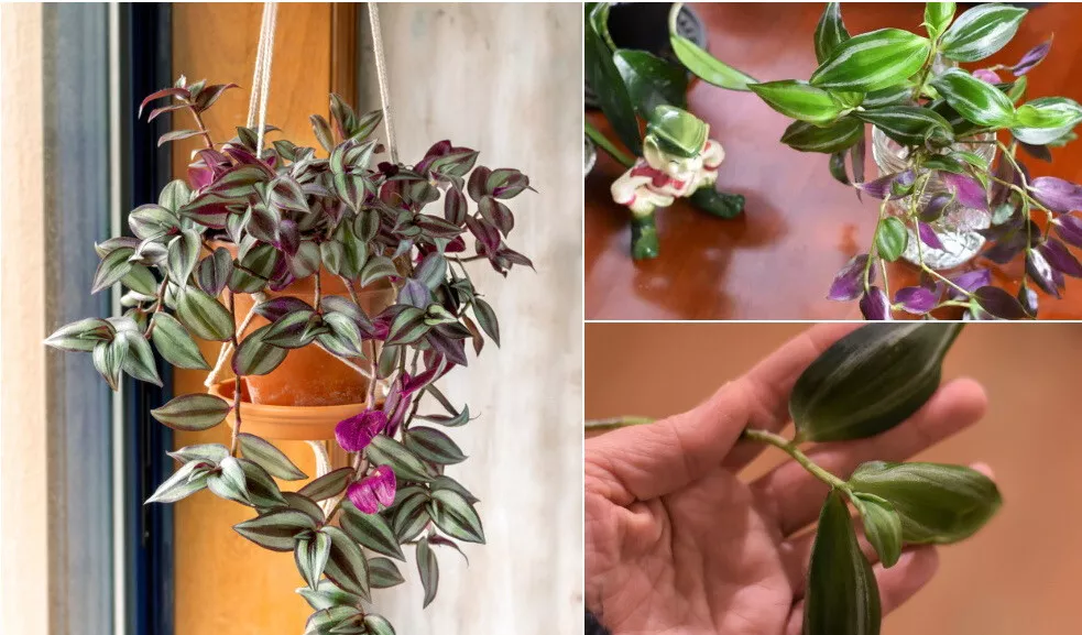 5 pieces at least 5&quot; or longer Wandering Jew Cuttings purple stripe - £18.79 GBP