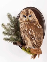 Stuffed European OWL Taxidermy Owl Strix aluco Bird Scarecrow - £402.94 GBP