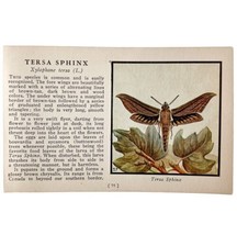 Tersa Sphinx Moth 1934 Butterflies Of America Antique Insect Art PCBG14A - £15.72 GBP