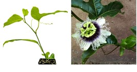 Live Plant Purple Possum Passion Fruit - Passiflora edulis - Live Plant - £34.35 GBP