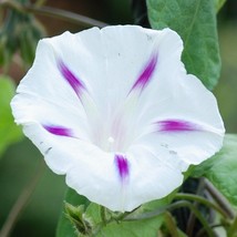 Milky Way Morning Glory Seeds Organic Ipomoea Purpurea Seeds White Outdoor Flowe - £8.04 GBP