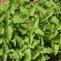 New Fresh USA Seller 200Herb Lemon Balm Seeds - £9.94 GBP