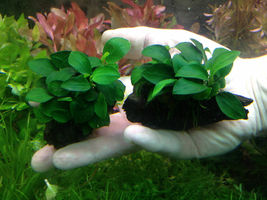 3 Pack Live Aquarium Plants Anubias Nana &#39;Petite&#39; on Driftwood Freshwater - £45.62 GBP