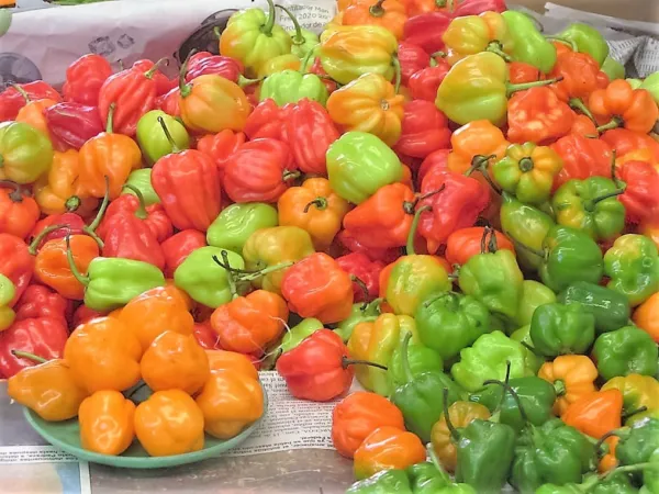 50 Mixed Hot Habanero Pepper Red Orange White Brown Mix Capsicum Chinense Fresh  - $16.93