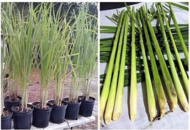 Lemongrass 6 Live each 4-7 Inch Tall Fully Rooted - £22.33 GBP