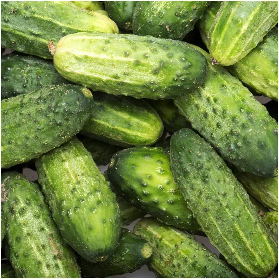 30 Fresh Seeds Wisconsin SMR 58 Pickling Cucumber - £7.62 GBP
