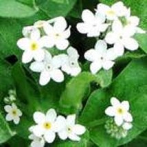 30 Heirloom Pure White Forgetmenot Flower Seeds Perennial MyosotisFrom US  - £6.60 GBP