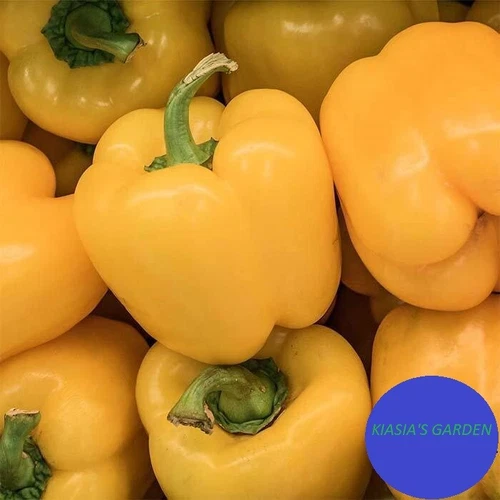 THJAR 60+ CANARY BELL PEPPER Sweet Yellow Capsicum Annuum Vegetable Seeds - $4.78