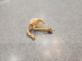 NK59 Golden Pheasant Bird Skull Taxidermy - £19.80 GBP