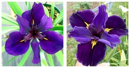 Louisiana Iris Full Eclipse-native American wildflower - Live STARTER Plant - £32.23 GBP