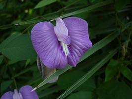 Butterfly Pea - Centro Pink - Centrosema pubescens - 5+ seeds - W 140 - £2.34 GBP