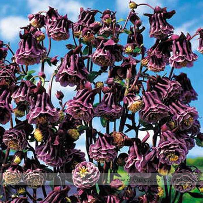 Double Pleat Blackberry Columbine Seeds 20 Seeds - $7.99