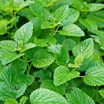 Lemon Mint Seeds Garden Seeds Fresh Seeds USA Seller - £7.55 GBP