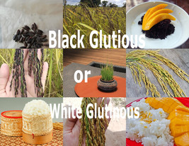 Thai Glutinous Sticky Rice 100 Heirloom Seeds ORYZA SATIVA Choose Black or White - £2.23 GBP+