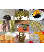Thai Glutinous Sticky Rice 100 Heirloom Seeds ORYZA SATIVA Choose Black ... - $2.85+