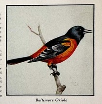 Baltimore Oriole Bird Print 1931 Blue Book Birds Of America Animal Art P... - $366.80 MXN