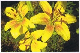 Postcard Flowers Yellow Day Lily Lilies - £1.63 GBP